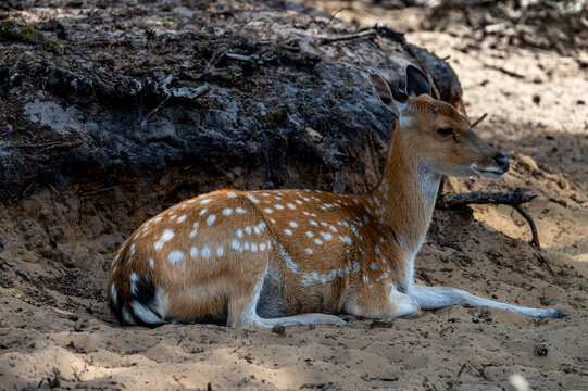 A spotted axis deer (Axis axis) rests calmly on the sandy ground at a safari park in the Netherlands on a warm summer day the white spots vivid on the reddish coat.