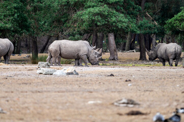 A white rhinoceros (Ceratotherium simum) stands in a wooded enclosure at a safari park in the Netherlands the massive grey herbivore with a broad muzzle in summer. © Oksana