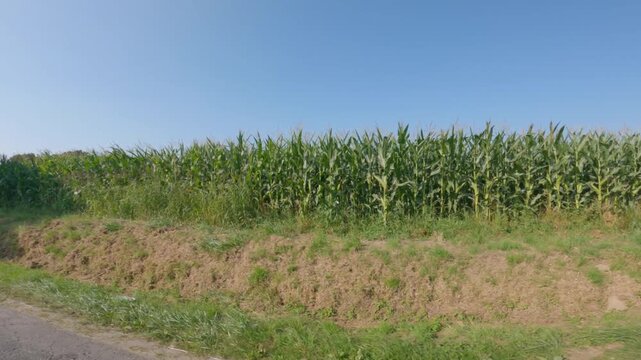 Agriculture in France is Bretagne region. Fields of ready to harvest corn in late summer. Cultivation of grain crop of corn in north of Europe. Maize hybridization field Brittany region of France.