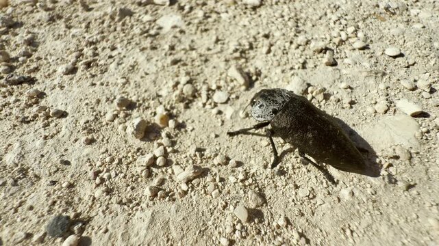 A unique Capnodis jewel beetle crawls slowly across the dry, sandy soil in Crimea. The small insect inspires a calm sense of curiosity and peaceful wonder.