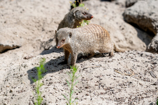 Banded mongooses (Mungos mungo) forage across the sandy ground at a safari park in the Netherlands the social striped carnivores searching for food in the summer sun.