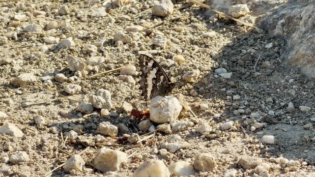 A marbled grayling butterfly rests quietly on a dry, stony path in Crimea. Its beautifully patterned wings blend into the rocky ground, bringing a peaceful feeling of quiet wonder.