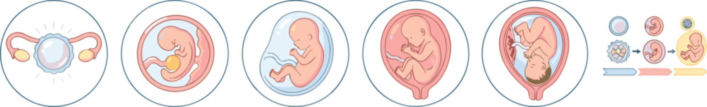 Pregnancy fetal growth stages icon diagram set vector illustration with human embryo development process isolated