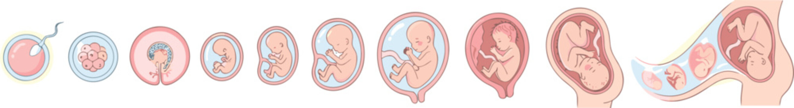 Human fetal development stage diagram chart vector illustration with embryo pregnancy growth process steps isolated