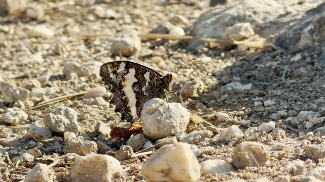 A marbled grayling butterfly rests quietly on a dry, stony path in Crimea. Its beautifully patterned wings blend into the rocky ground, bringing a peaceful feeling of quiet wonder.