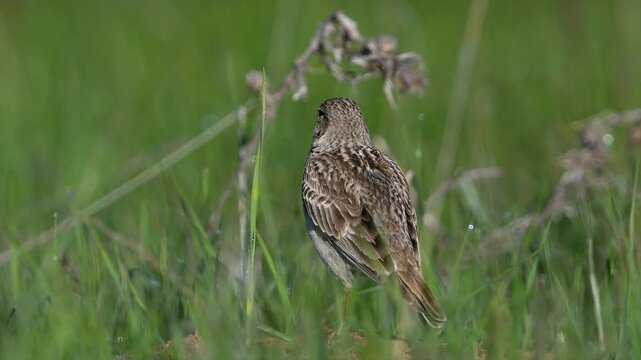 Calandra Lark singing on the ground among green grass