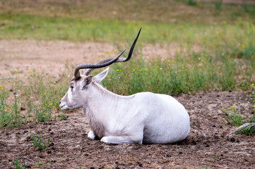 A critically endangered addax (Addax nasomaculatus) with long spiral horns lies on open ground at a safari park in the Netherlands the pale desert antelope resting in summer. © Oksana