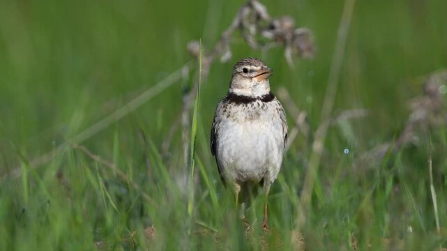 Calandra Lark singing on the ground among green grass