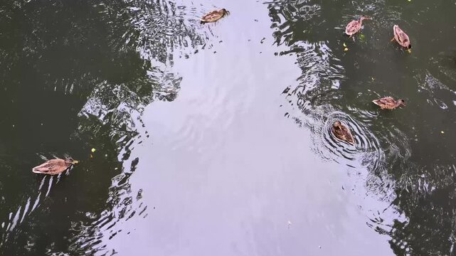 high angle top-down view of several mallard ducks swimming across a dark pond with tree reflections and gentle water ripples