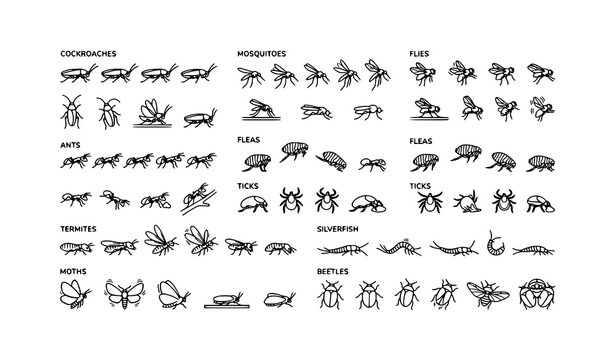 Black Outline Animated Pest Species Vector Library for Motion Graphics and Alpha Channel
