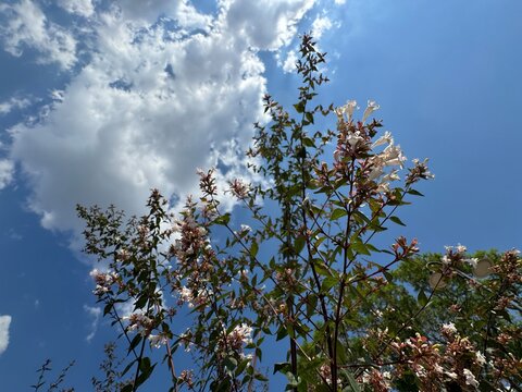 Close-up of a lush Glossy Abelia (Linnaea x grandiflora, Abelia x grandiflora) shrub green foliage interwoven with delicate, bell-shaped white and light pink flowers, reddish-pink sepals. 