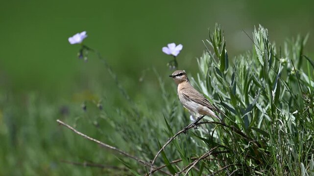 Isabelline wheatear standing among green grass and flowers