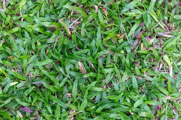 Fototapete Grün Top down view of green grass lawn texture in a garden  © wannasak