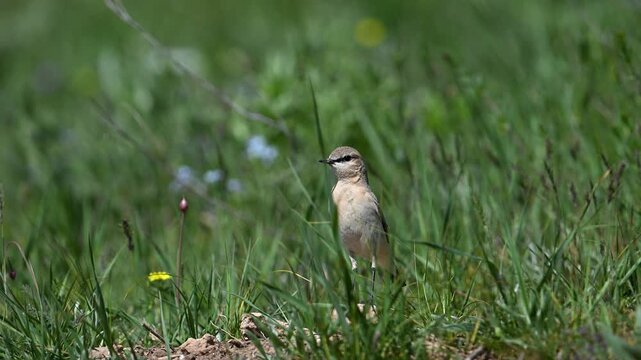 Isabelline wheatear standing among green grass and flowers