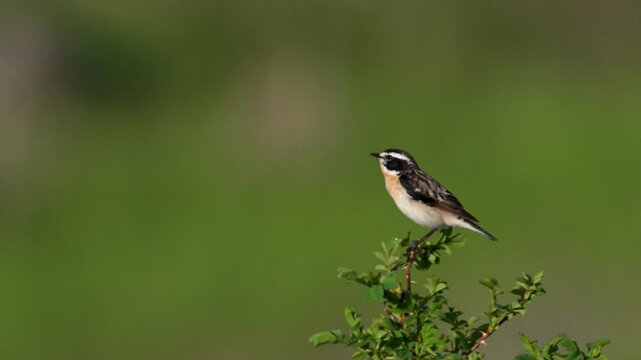 Whinchat singing on a branch against a blurred green background