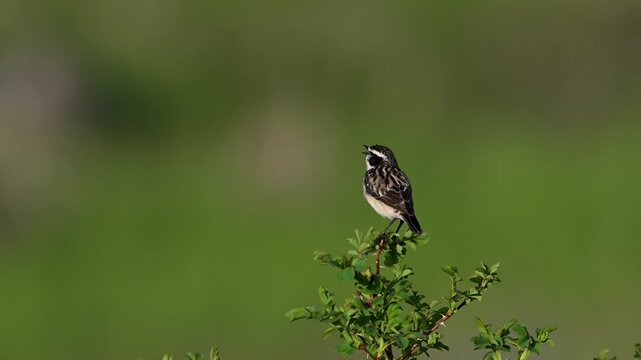 Whinchat singing on a branch against a blurred green background