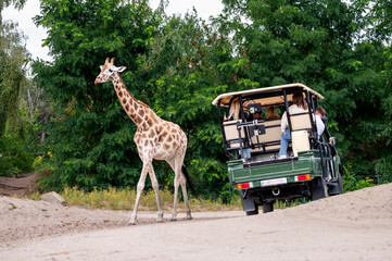 Hilvarenbeek Netherlands - July 19 2026. A giraffe walks along the sandy track near a safari truck of visitors at Safaripark Beekse Bergen a close wildlife encounter on a summer Sunday. © Oksana