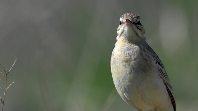 Tawny pipit perched on a rock