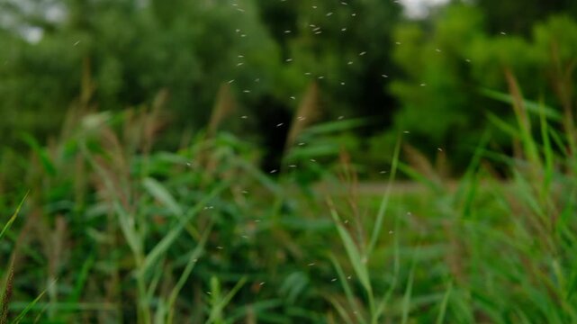 Cinematic of tiny flying insects swarming above green grass in a summer meadow. Soft bokeh, natural light, and blurred forest create an atmospheric wildlife and nature background.

