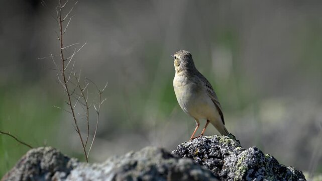 Tawny pipit perched on a rock