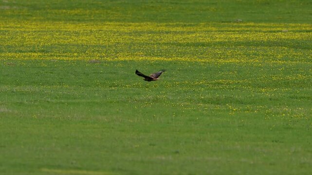 Long-legged buzzard flying over green meadows and yellow flowers