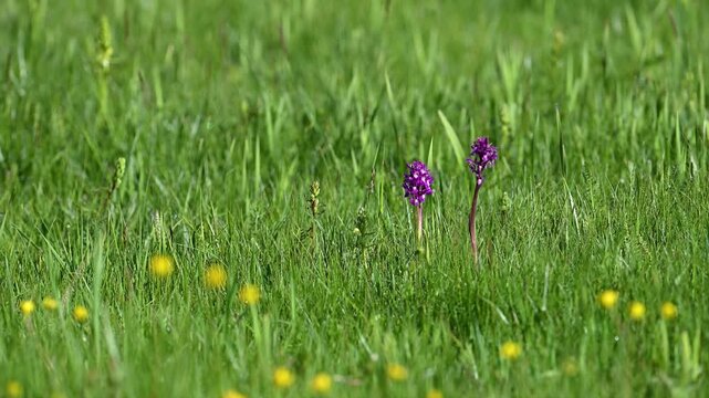 Purple orchids growing among green grass
