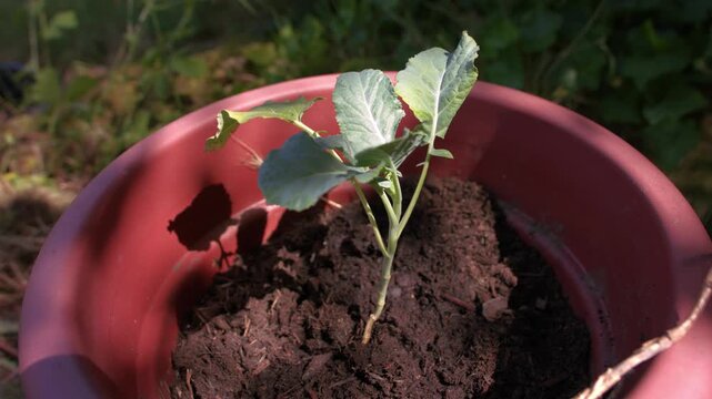 Young Broccoli vegetable plant in plant pot