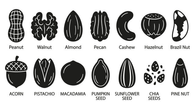 Set of various nuts and seeds icons including peanut walnut almond pecan cashew and hazelnut Vector