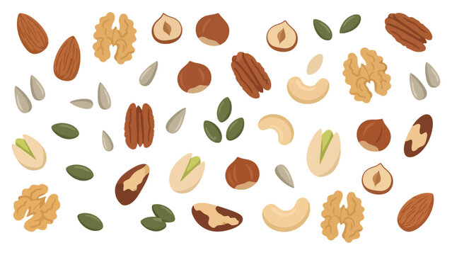 Set of assorted raw nuts and seeds including walnuts almonds hazelnuts and pistachios vector Vector