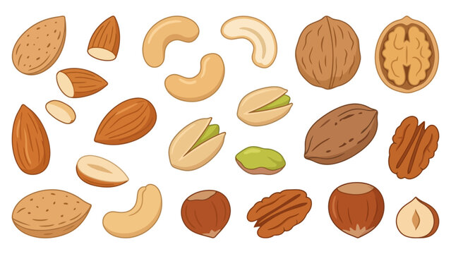 Set of various healthy nuts including almonds cashews walnuts pistachios and pecans collection Vector