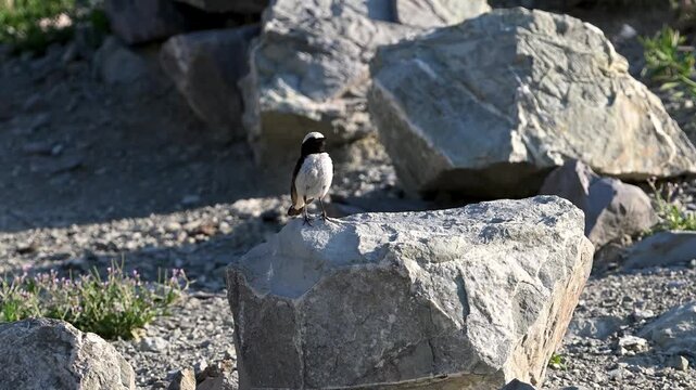 Northern wheatear perched on a rock