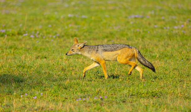 Black-backed jackal on the move in the Western Serengeti. Serengeti National Park, Tanzania, Africa.