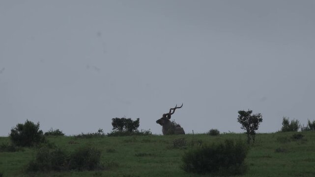 Male kudu resting on grassy ridge under cloudy sky