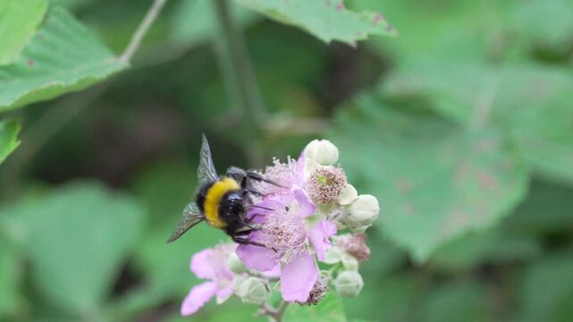 This close-up video captures a bumblebee actively pollinating a delicate lavender flower, showcasing the beauty of nature's ecosystem and the importance of these pollinators.