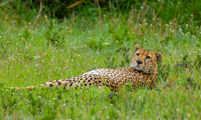 Southeast African male cheetah portrait in the Western Serengeti. Serengeti National Park, Tanzania, Africa. © Yan