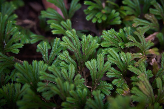 Selaginella sinuosa / cataphracta is a delicate creeping plant species known for its intricate green foliage and fern-like appearance. This tropical club moss grows in moist, shaded environments