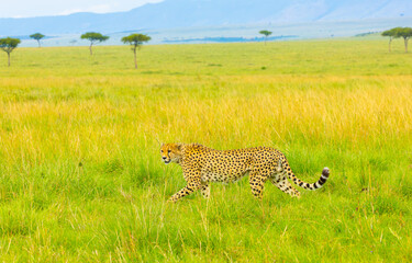 Southeast African male cheetah on the move. Masai Mara Game Reserve, Kenya, Africa. © Yan