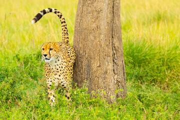 Southeast African cheetah marking a tree. Masai Mara Game Reserve, Kenya, Africa. © Yan