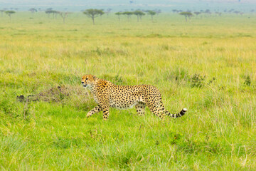 Southeast African male cheetah on the move. Masai Mara Game Reserve, Kenya, Africa. © Yan