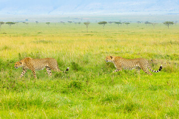 Southeast African cheetahs on the move. Masai Mara Game Reserve, Kenya, Africa. © Yan