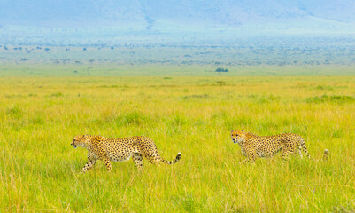 Southeast African cheetah. Masai Mara Game Reserve, Kenya, Africa. © Yan