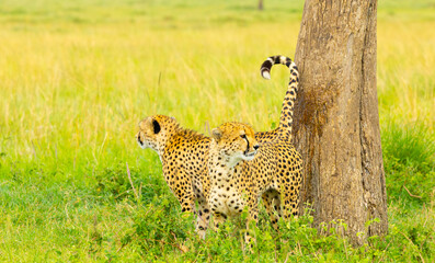 Southeast African cheetah marking a tree. Masai Mara Game Reserve, Kenya, Africa. © Yan