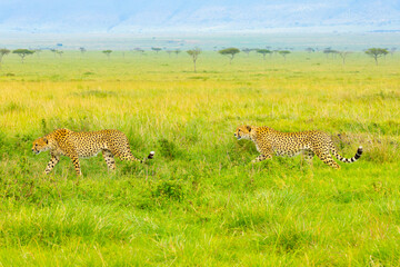 Southeast African cheetahs on the move. Masai Mara Game Reserve, Kenya, Africa. © Yan