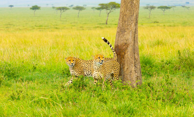 Southeast African cheetah. Masai Mara Game Reserve, Kenya, Africa. © Yan
