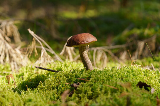 A birch bolete mushroom grows among green moss. Brown cap with a light stalk covered in dark longitudinal scales. Close-up in natural forest.