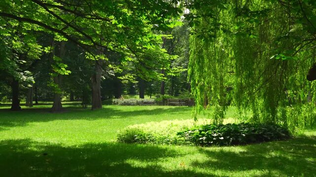 Sunlit Park Pathway Dappled Shade from Lush Green Trees and Weeping Willow Serene Outdoor Nature Background 4K