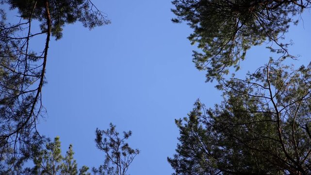4K Pine Branches Swaying Against Bright Blue Sky Low Angle Forest View Natural Light Movement