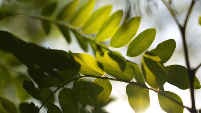 4K Green Leaves Swaying Gentle Sunlight Backlit Out of Focus Sky Nature Broll Background Motion Footage