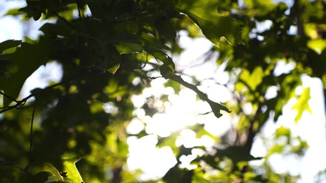 4K Sunlight Filtering Through Green Oak Leaves Swaying Gently Overhead in Forest Canopy