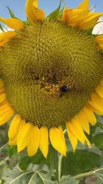 sunflower and bee